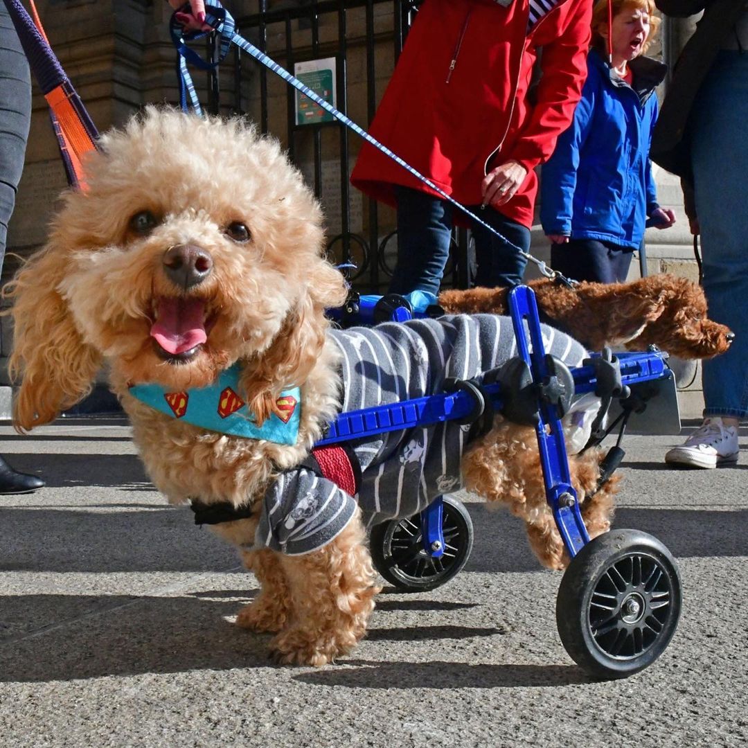 engelli köpek henry